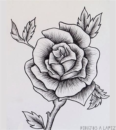 imágenes de rosas grandes|dibujos de rosas bonitas.